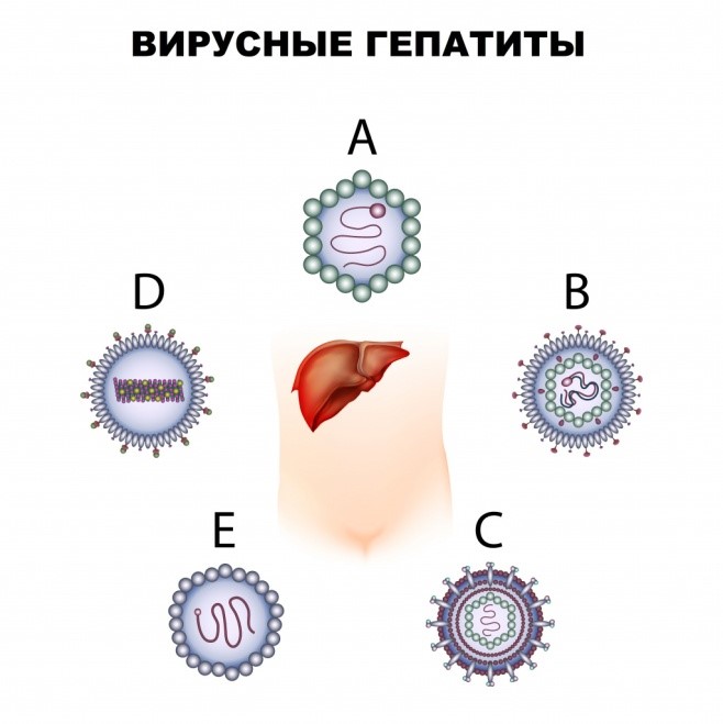 ПРОФИЛАКТИКА ВИРУСНОГО ГЕПАТИТА